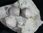 Multiple Blastoid (Pentremites) Plate - Illinois #10659-1
